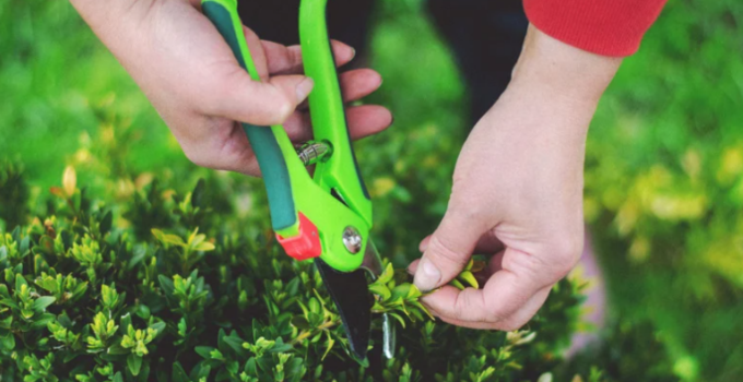 Persona podando un seto para mantener el jardín.